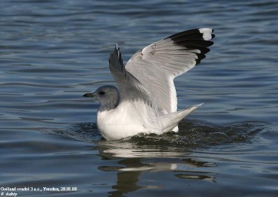 Goland cendr, Larus canus