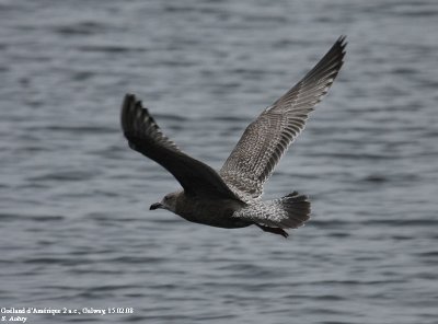 Goland d'Amrique, Larus smithsonianus