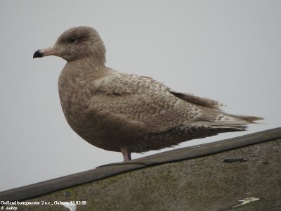 Goland bourgmestre, Larus hyperboreus