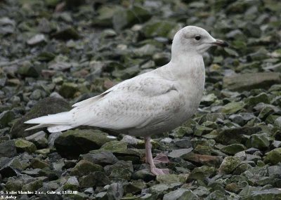 Goéland à ailes blanches, Larus glaucoides