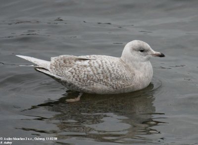 Goéland à ailes blanches, Larus glaucoides