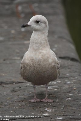 Goéland à ailes blanches, Larus glaucoides