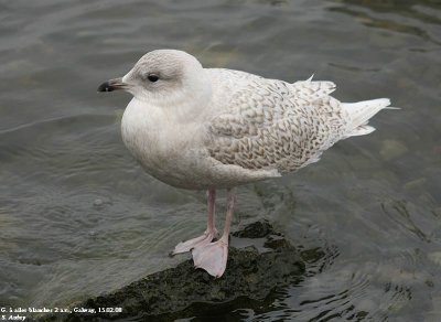 Goéland à ailes blanches, Larus glaucoides