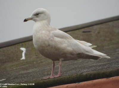 Goland  ailes blanches, Larus glaucoides
