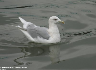 Goland  ailes blanches, Larus glaucoides