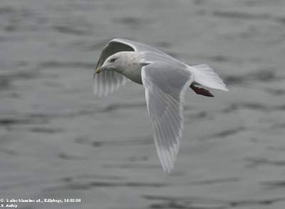 Goland  ailes blanches, Larus glaucoides