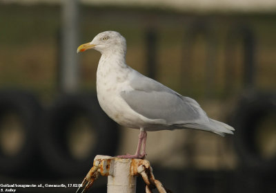 Goland bourgmestre, Larus hyperboreus