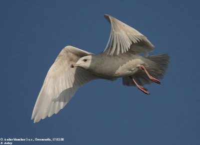 Goland  ailes blanches, Larus glaucoides