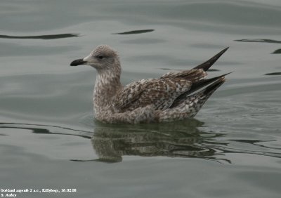 Goéland argenté, Larus argentatus