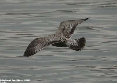 Goéland argenté, Larus argentatus