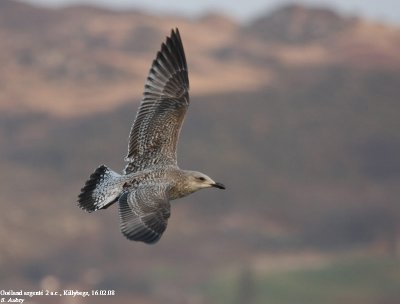 Goland argent, Larus argentatus argenteus