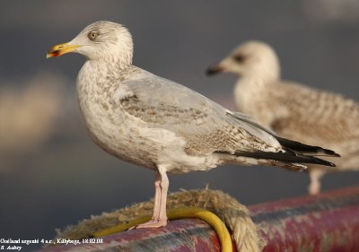 Goland argent, Larus argentatus argenteus