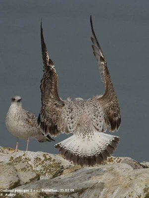 Goland pontique, Larus cachinnans