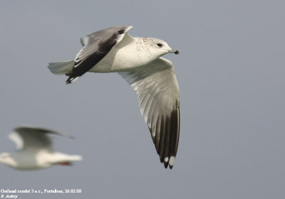 Goland cendr, Larus canus