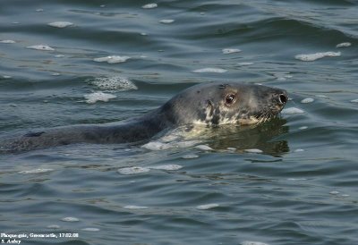 Phoque gris, Halichoerus grypus