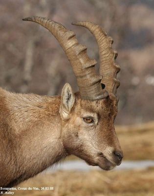 Bouquetin des Alpes, Capra ibex