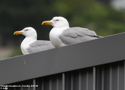 Goéland leucophée, Larus michahellis