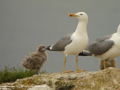 Goéland leucophée, Larus michahellis