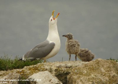 Goéland leucophée, Larus michehllis