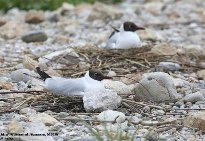 Mouette rieuse, Larus ridibundus