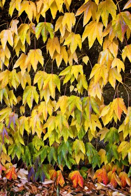 _MG_8415 ightham mote.jpg