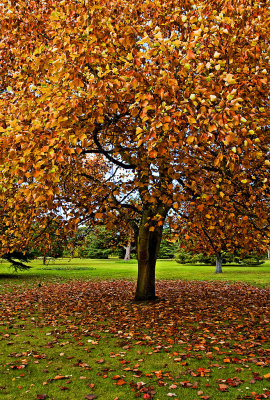 _MG_8433 greenwich.jpg