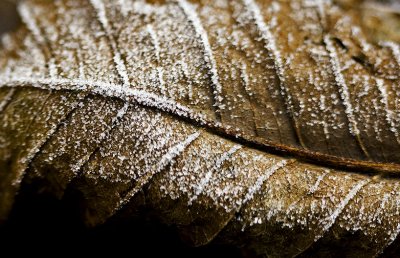 _MG_8633 frosty garden.jpg