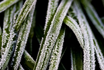 _MG_8636 frosty garden.jpg