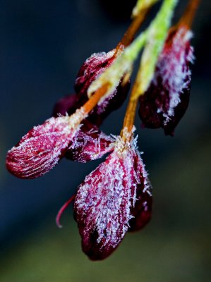 _MG_8637 frosty garden.jpg