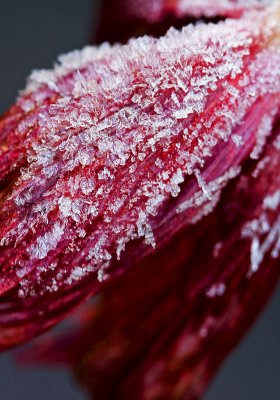 _MG_8647 frosty garden.jpg