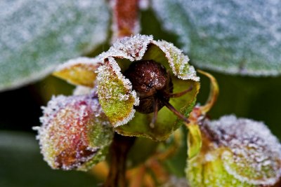 _MG_8654 frosty garden.jpg