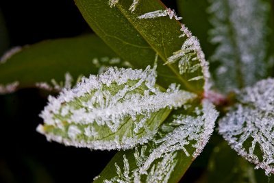 _MG_8657 frosty garden.jpg