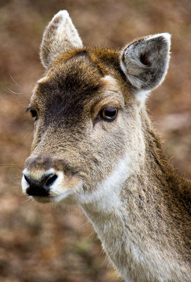 _MG_8856 knole.jpg