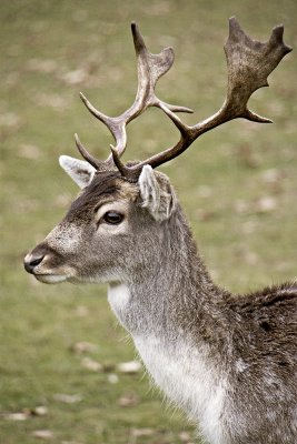 _MG_8870 knole.jpg