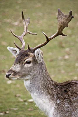 _MG_8871 knole.jpg