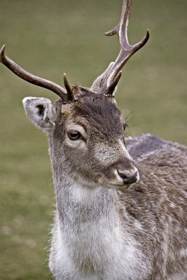 _MG_8892 knole.jpg