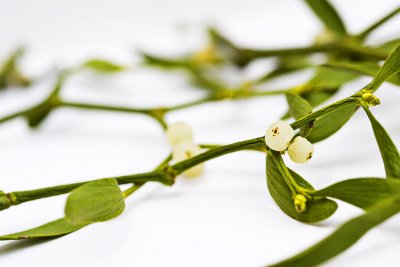 _MG_8916 mistletoe.jpg