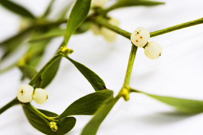 _MG_8922 mistletoe.jpg