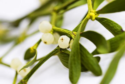_MG_8926 mistletoe.jpg