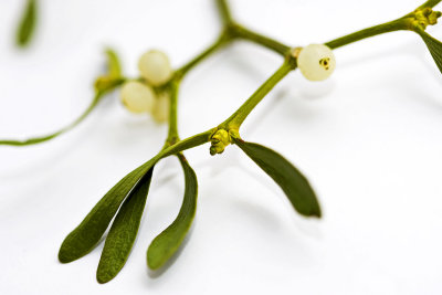 _MG_8929 mistletoe.jpg