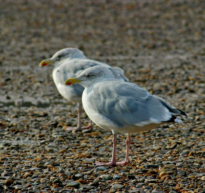 118_1822 hastings.jpg