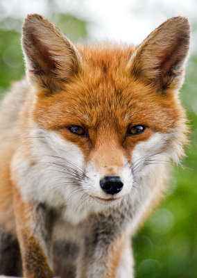 _MG_0062 fox.jpg