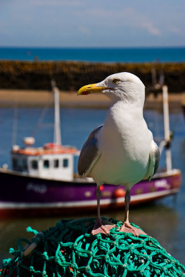 _MG_0717 folkestone.jpg