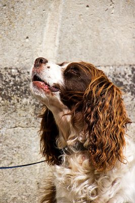 _MG_0645 beaminster.jpg