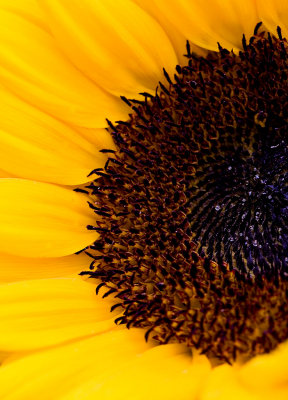_MG_2106 sunflower.jpg