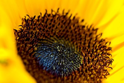 _MG_2109 sunflower.jpg