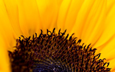 _MG_2110 sunflower.jpg