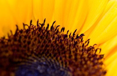 _MG_2112 sunflower.jpg
