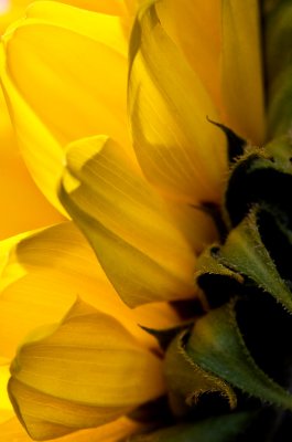 _MG_2115 sunflower.jpg