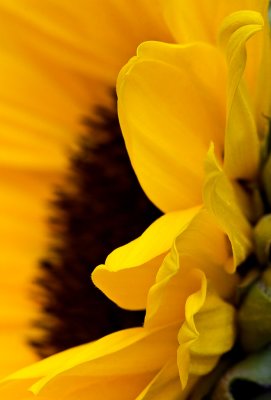 _MG_2117 sunflower.jpg